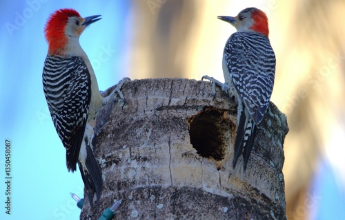 A woodpecker in the tree