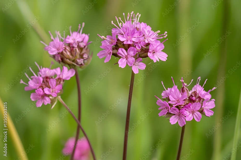 Closeup of Delicate Pink Wildflowers Blooming in Meadow Closeup of Delicate Pink Wildflowers Blooming in Meadow