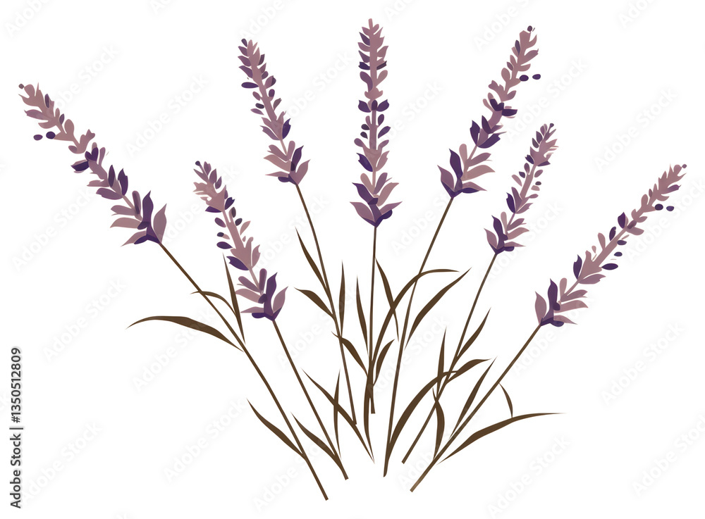 Fototapeta premium PNG Lavender flower plant grass.