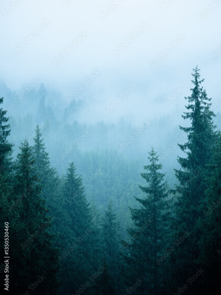 fog in the mountains fog in the mountains