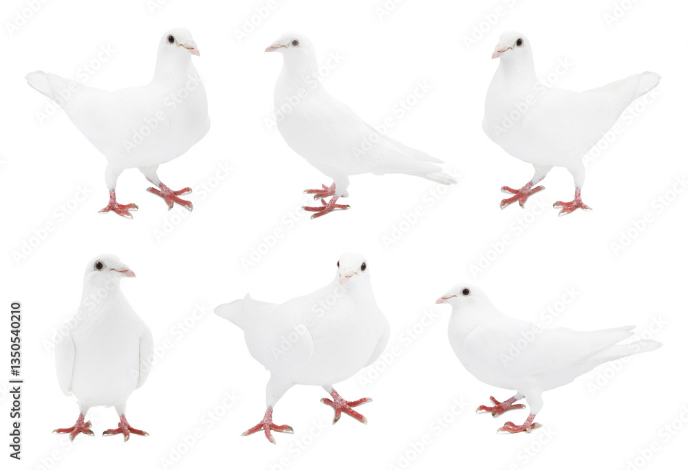 Fototapeta premium Beautiful dove isolated on white, collage of photos