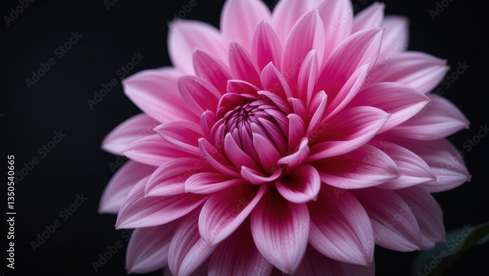 Close-Up View of a Vibrant Pink Flower Blooming with Delicate Petals Against a Dark Background Close-Up View of a Vibrant Pink Flower Blooming with Delicate Petals Against a Dark Background