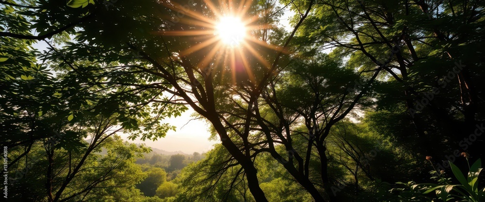 Fototapeta premium Sun-drenched canopy, lush green undergrowth, dappled light, distant hills, canopy, wild, panorama