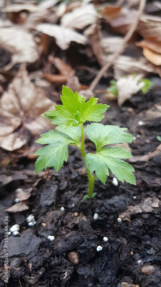 Closeup of a vibrant green seedling sprouting from rich soil, surrounded by fallen leaves Closeup of a vibrant green seedling sprouting from rich soil, surrounded by fallen leaves