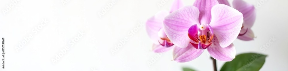 Delicate orchid petals unfolding on a white background, bloom, flowerpot, white Delicate orchid petals unfolding on a white background, bloom, flowerpot, white