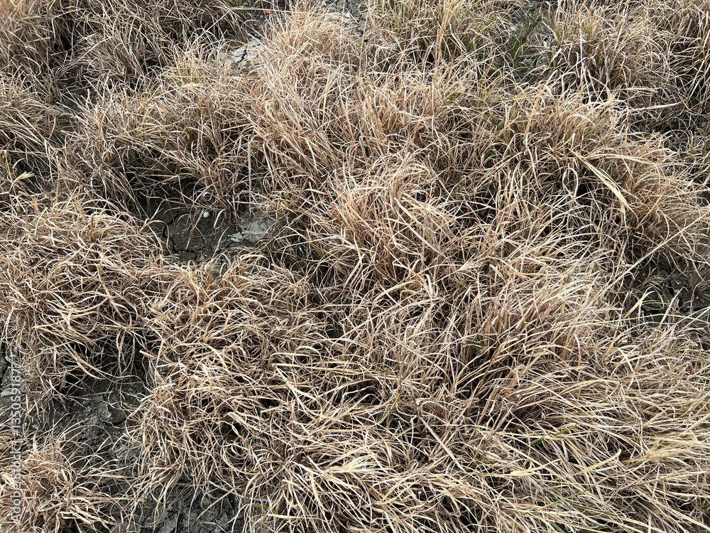 dry grass in the autumn forest dry grass in the autumn forest