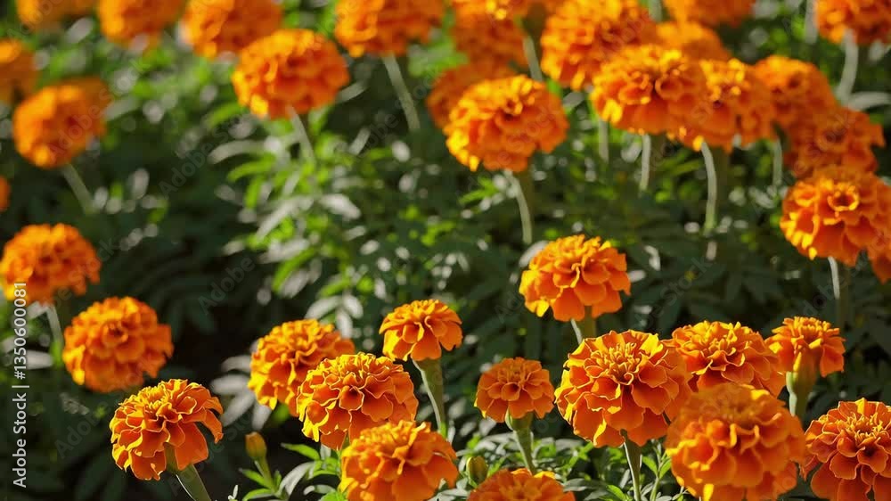 Bright orange marigold flowers in full bloom, symbolizing Day of the Dead traditions. Bright orange marigold flowers in full bloom, symbolizing Day of the Dead traditions.