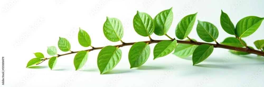 Thick branch with leaves isolated on white surface, branches, leafy Thick branch with leaves isolated on white surface, branches, leafy