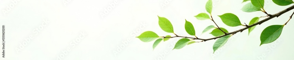Delicate tree branch with thin leaves on white background, greenery, nature Delicate tree branch with thin leaves on white background, greenery, nature