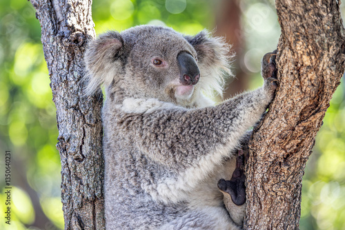 Photography Close-up of a Koala (Phascolarctos cinereus) resting between tree branches, with claws holding on to the tree