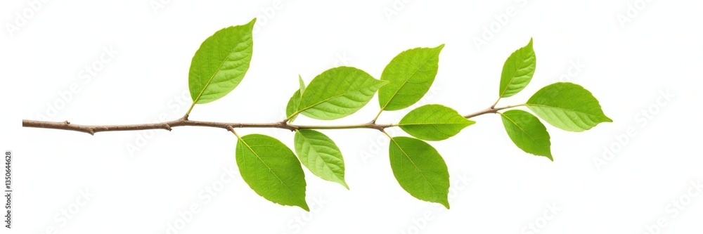 A single branch with leaves isolated on white background, white background, foliage, stem A single branch with leaves isolated on white background, white background, foliage, stem