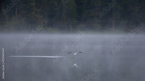 A Common Tern skims over a mist covered lake in early morning, leaving a ripple on the calm surface in its wake, with a background of dark green pine trees in the distance.