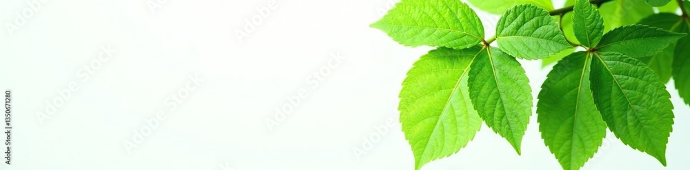 Obraz premium Large leaves with veins isolated on white background, plant, tree