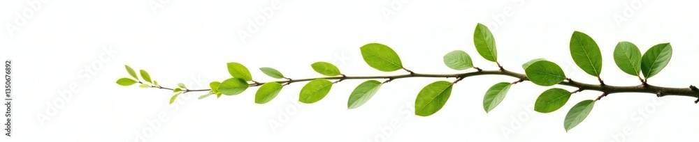 Isolated branch with small leaves on white background, nature, green Isolated branch with small leaves on white background, nature, green
