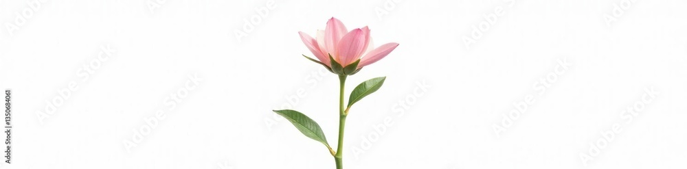 Single stem with flower top isolated on white, plant life, botanical details, botanical Single stem with flower top isolated on white, plant life, botanical details, botanical
