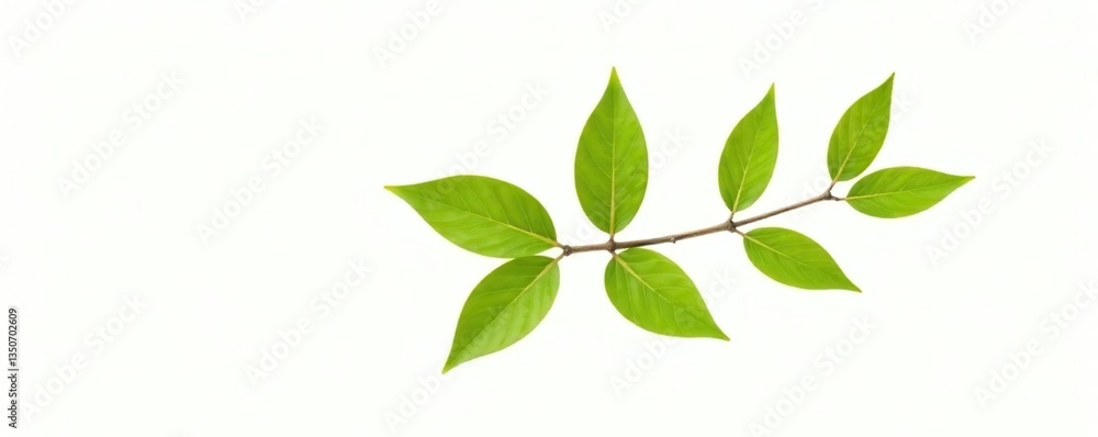A single branch with leaves isolated on white background, branches, tree A single branch with leaves isolated on white background, branches, tree