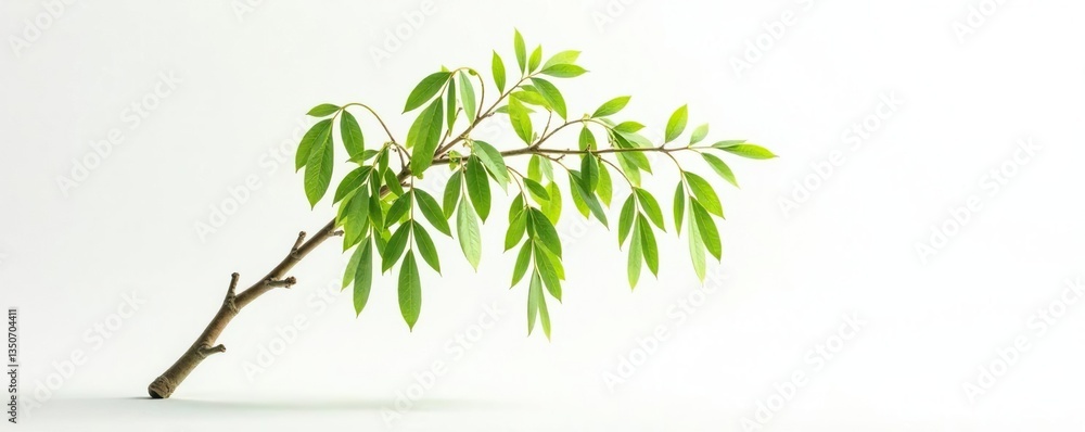 lone willow branch suspended in air on white background, serene, isolation lone willow branch suspended in air on white background, serene, isolation