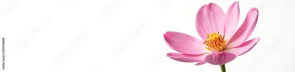 Delicate pink flower isolated on white background, natural, white Delicate pink flower isolated on white background, natural, white