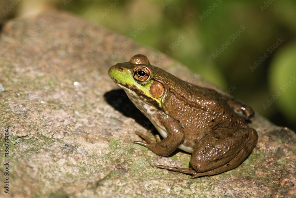 closeup of frog in pond closeup of frog in pond