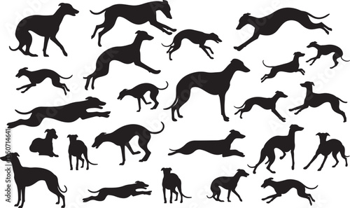 Whippet Silhouette on White Background - Elegant Dog Outline