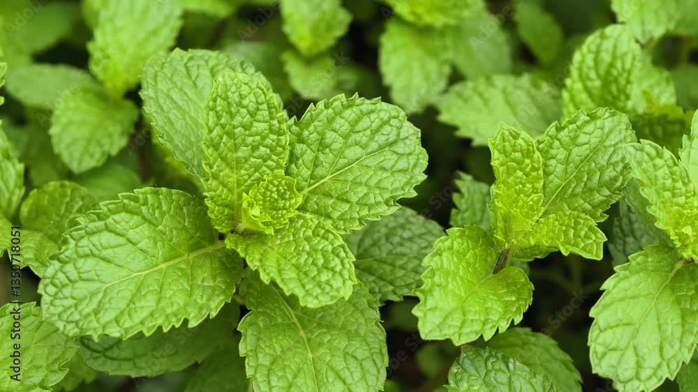 Fresh mint leaves on the tree Fresh mint leaves on the tree