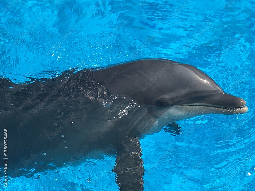 Obraz premium Dolphin - Golfinho