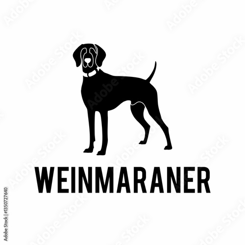 Weinmaraner dog shiloette standing 