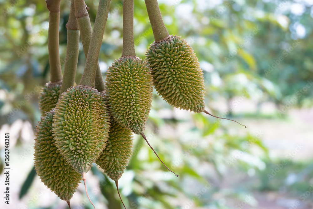 Durian farm in Thailand Durian farm in Thailand