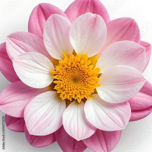 Pink and White Dahlia Flower Close-up