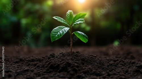 Wallpaper Mural New sprout emerging from fertile soil (3) Torontodigital.ca