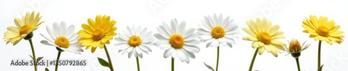 Close-up of camomile flowers in a group, isolated on white background, white, floral
