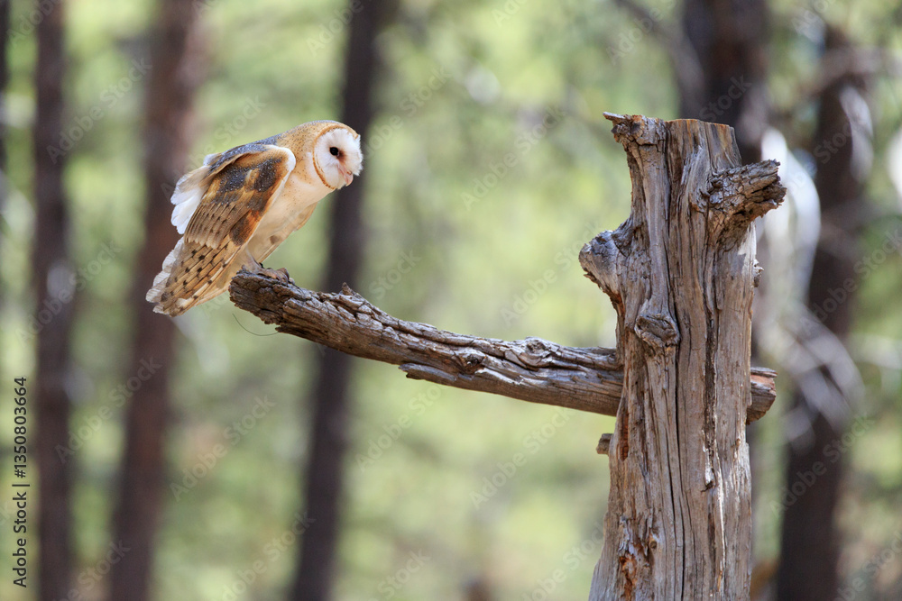 North America, United States, Oregon, Eastern Oregon, Bend. Barn owl (Tyto alba). Captive.