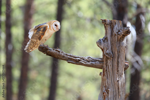 Obraz na płótnie North America, United States, Oregon, Eastern Oregon, Bend. Barn owl (Tyto alba). Captive. w salonie