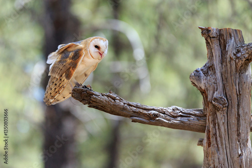 Obraz na płótnie North America, United States, Oregon, Eastern Oregon, Bend. Barn owl (Tyto alba). Captive. w salonie