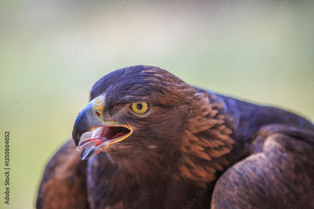 North America, United States, Oregon, Eastern Oregon, Bend. Golden Eagle (Aquila chrysaetos). Captive.