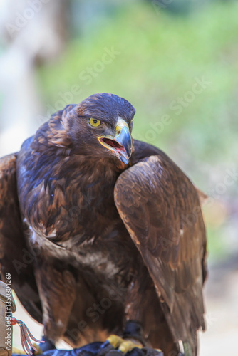 Obraz na płótnie North America, United States, Oregon, Eastern Oregon, Bend. Golden Eagle (Aquila chrysaetos). Captive. w salonie