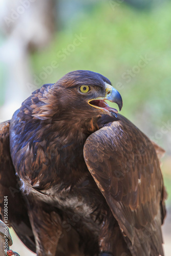 North America, United States, Oregon, Eastern Oregon, Bend. Golden Eagle (Aquila chrysaetos). Captive.