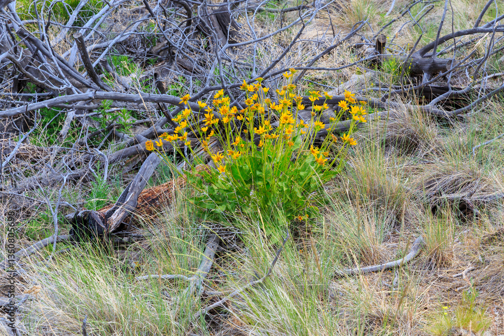North America, United States, Oregon, Central Oregon, Redmond, Terrebonne, Oregon. Smith Rock State Park. Basalt rocks and cliffs. High desert sunflowers.