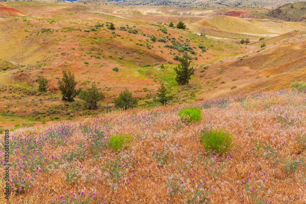 North America, United States, Oregon, Central Oregon, Redmond, Bend, Mitchell. Series of low clay hills striped in colorful bands of minerals, ash and clay deposits. Desert wildflowers.