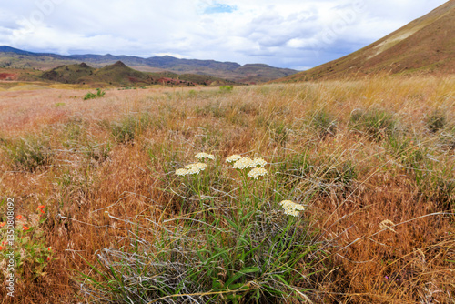 North America, United States, Oregon, Central Oregon, Redmond, Bend, Mitchell. Series of low clay hills striped in colorful bands of minerals, ash and clay deposits. Desert wildflowers.