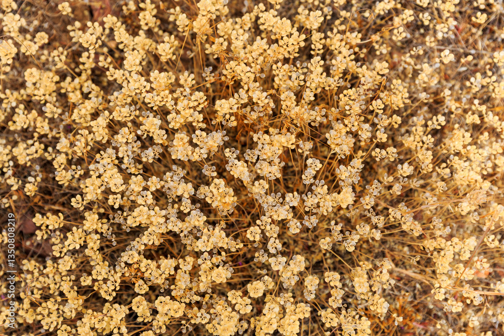 North America, United States, Oregon, Central Oregon, Redmond, Bend, Mitchell. Series of low clay hills striped in colorful bands of minerals, ash and clay deposits.Dried Desert wildflowers.