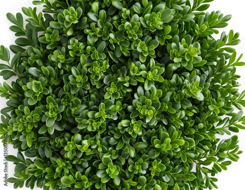 Wallpaper Mural Lush Green Foliage Background Torontodigital.ca