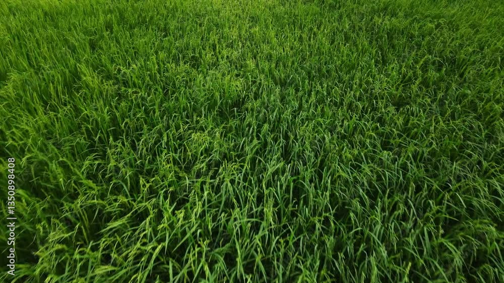 Drone shot of green rice fields Drone shot of green rice fields