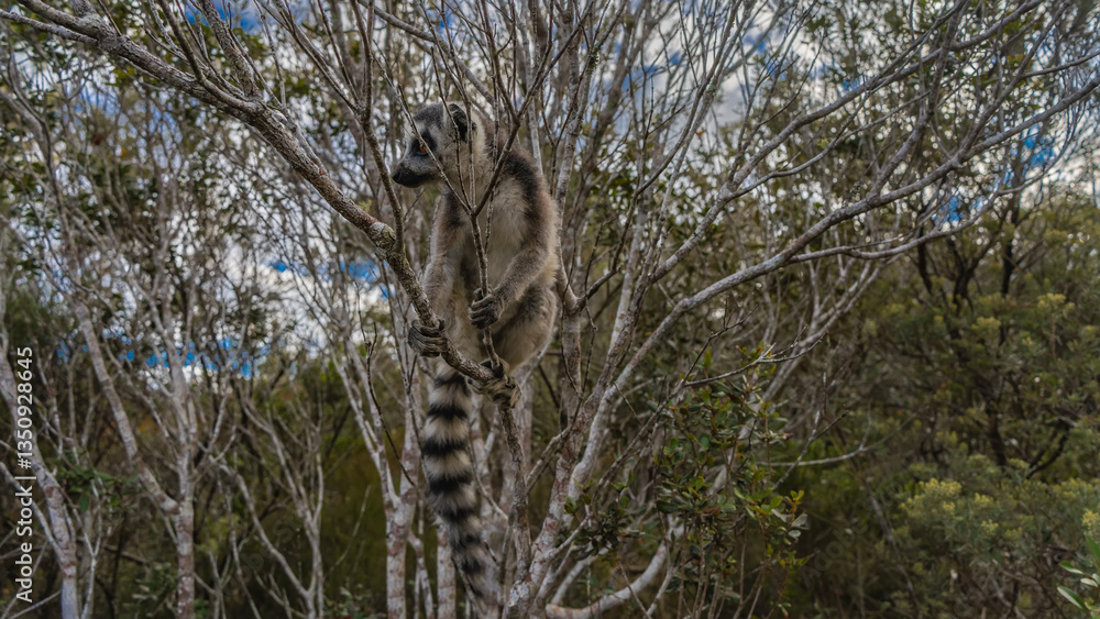 Fototapeta premium Cute ring-tailed lemur catta is sitting on a tree, holding onto branches with his paws, looking away. A long striped tail hangs down. Madagascar. Lemur Island. Nosy Soa Park