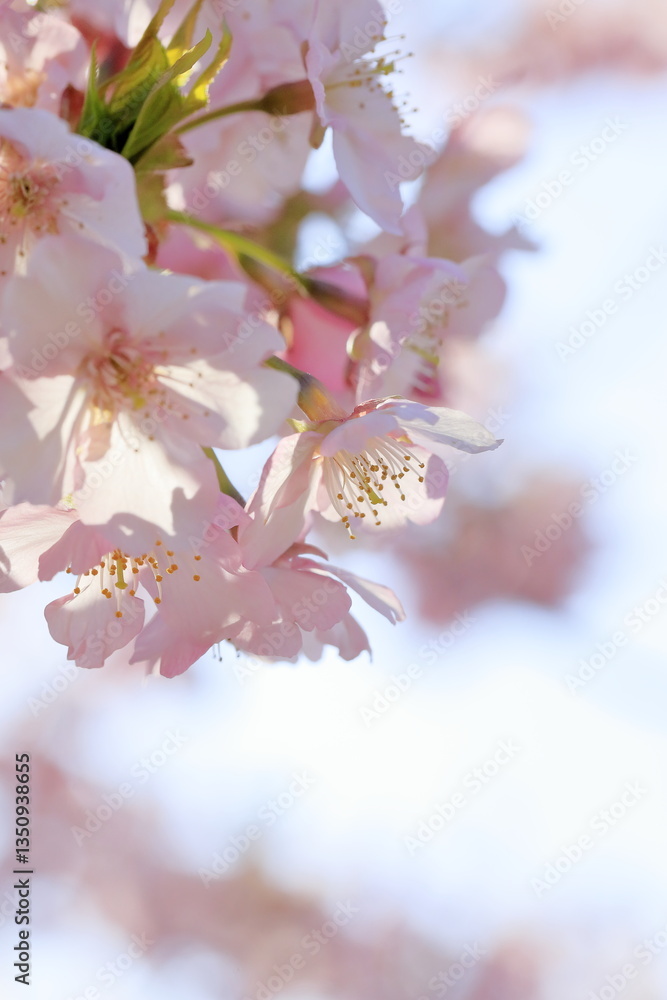 Fototapeta premium 満開の河津桜