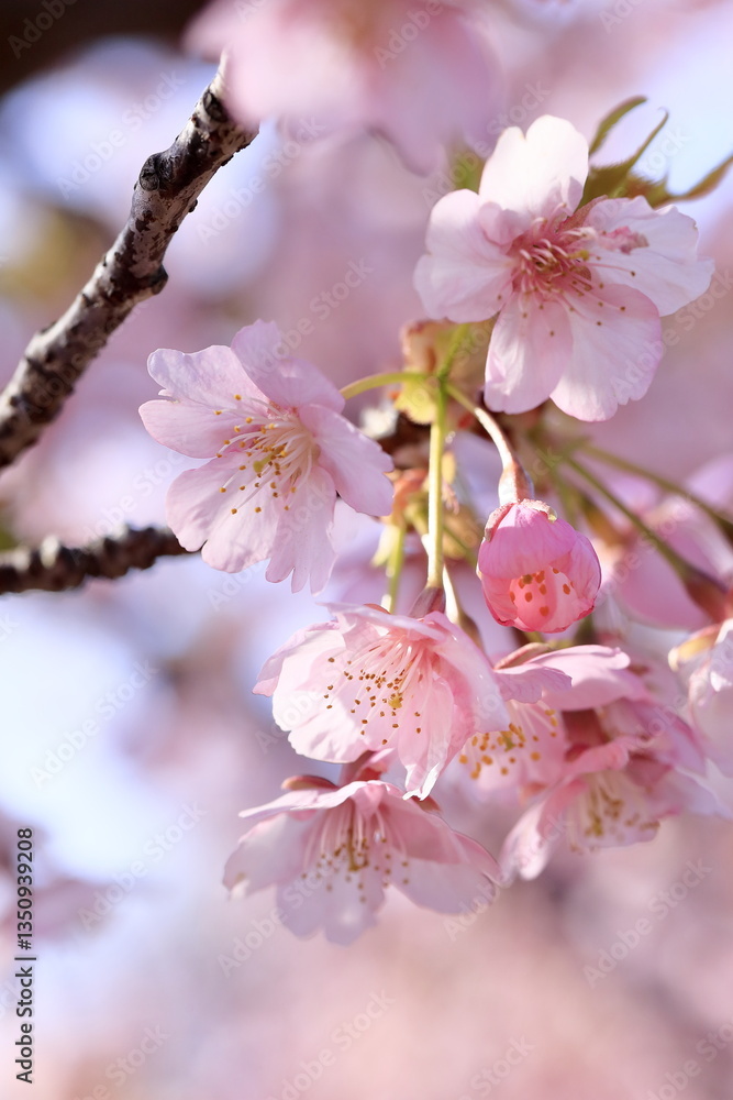 Obraz premium 満開の河津桜