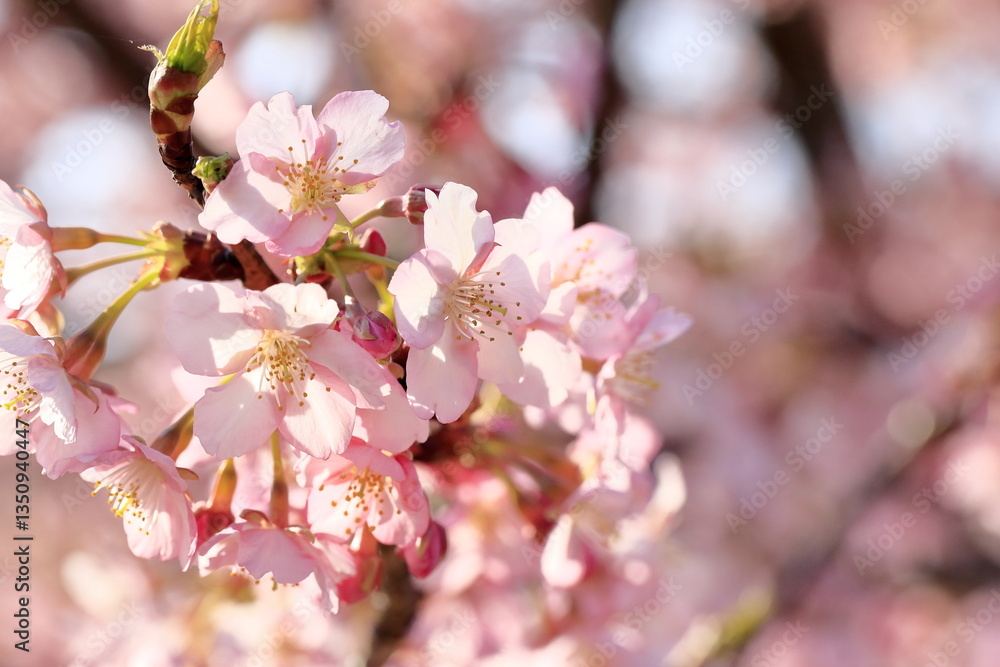 Fototapeta premium 満開の河津桜