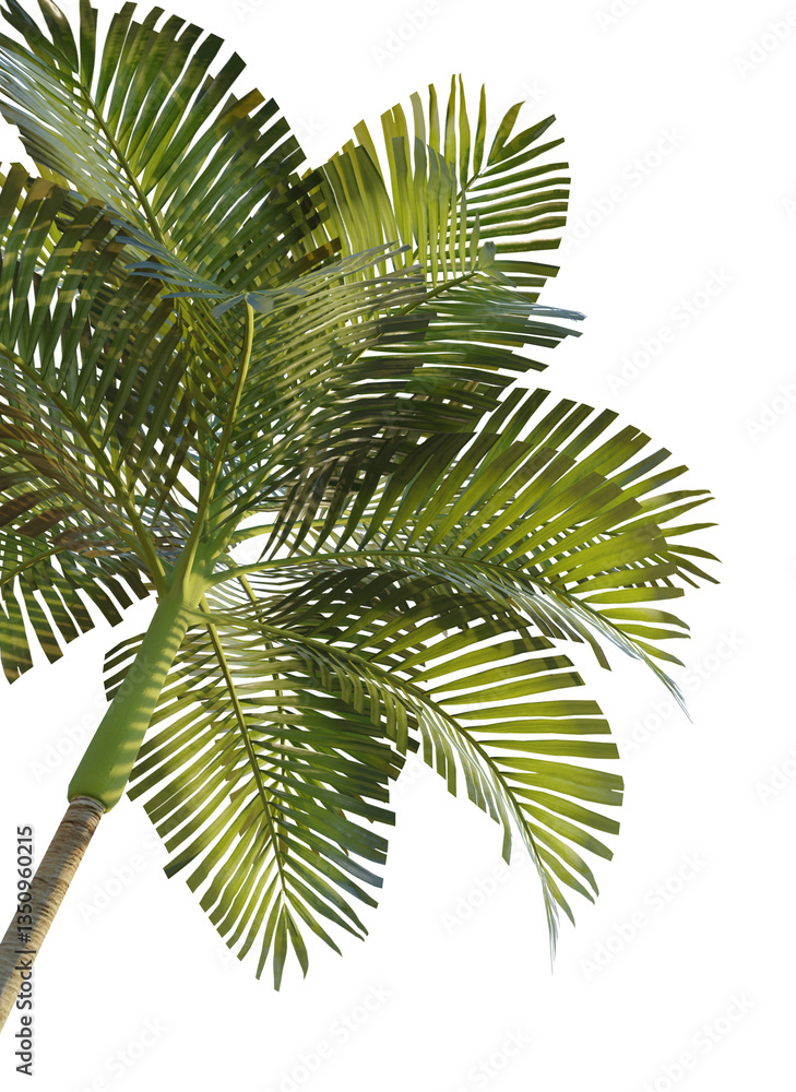 Naklejka premium Areca catechu tree corner 4k png cutout transparent background