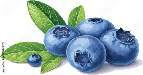 Blueberry in white background vector design, Blueberry Illustration vector design