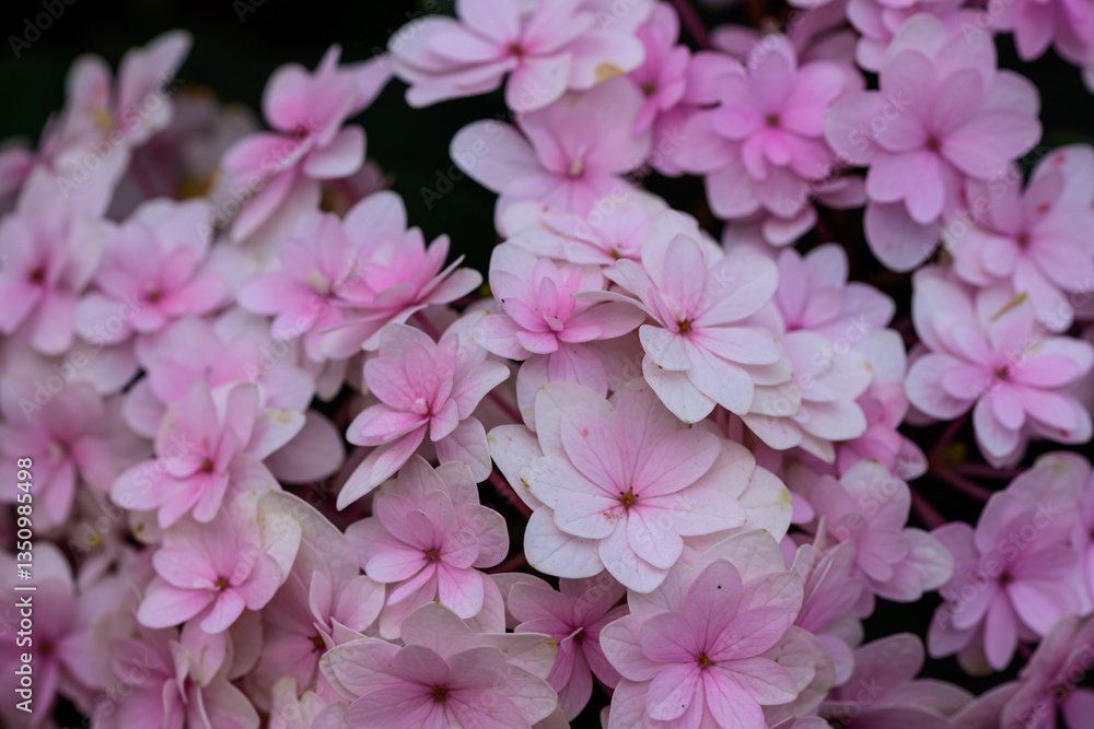 Close up view of beautiful Blooming Hydrangeas in the garden. Close up view of beautiful Blooming Hydrangeas in the garden.